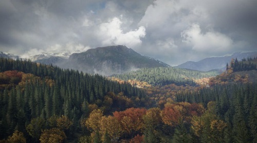 the-hunter-call-of-the-wild-pc-download-